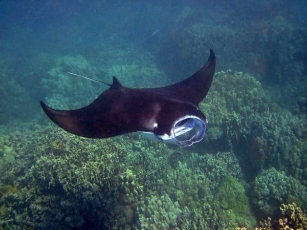 Manta ray swimming in the waters of Hawaii