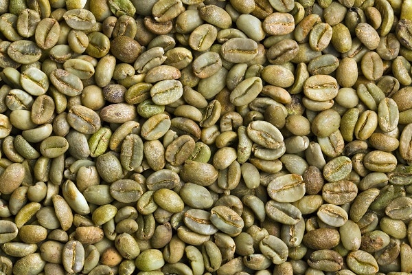 Harvesting Kona Coffee
