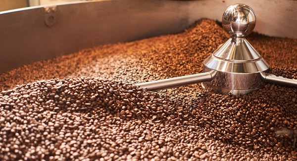 Harvesting Kona Coffee