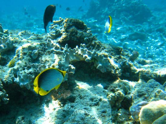 Complete Guide To Kona's Coral Reefs