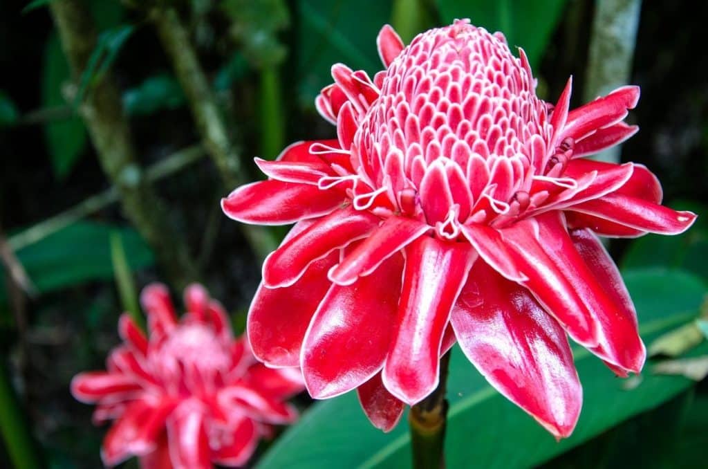 Big Island's Festive Flora: A Guide to Tropical Winter Blooms