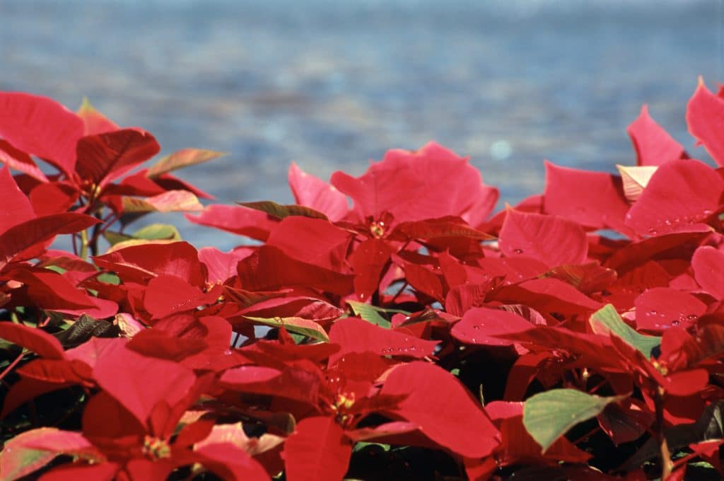 Big Island's Festive Flora: A Guide to Tropical Winter Blooms
