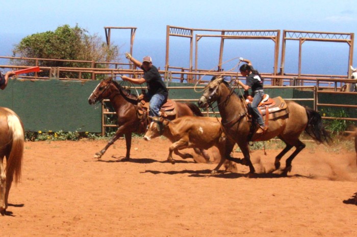Kona's Rodeo Culture: Paniolo Traditions And Modern-Day Cowboys